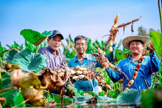 Đặc định đầu Việt, N4, Kumamoto, Trồng rau củ, 3 người, Tăng ca