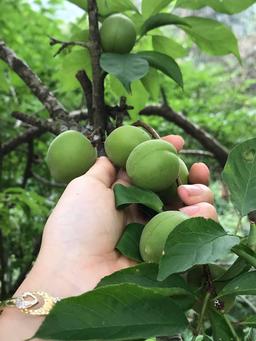 Ảnh đơn hàng