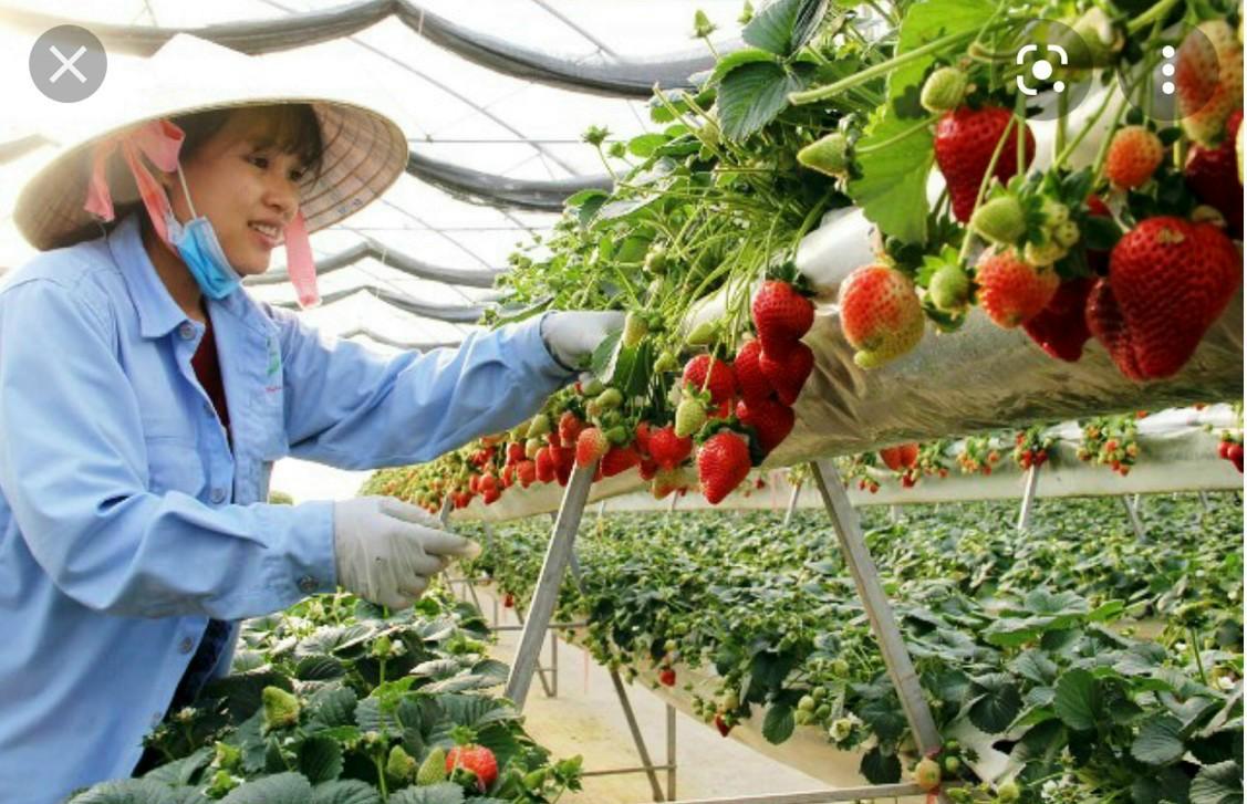 HƯỚNG DẪN ĐĂNG KÍ THAM GIA ĐƠN HÀNG TRÊN HELLOJOB