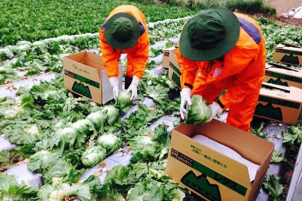 Làm nông nghiệp tại Nhật Bản - Lao động Việt cần biết những điều gì?
