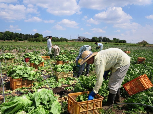 Thực tập sinh 3 năm, Tochigi, Trồng rau củ, 1 người, Tăng ca, Lương tốt, Có người Việt, Có bảng lương